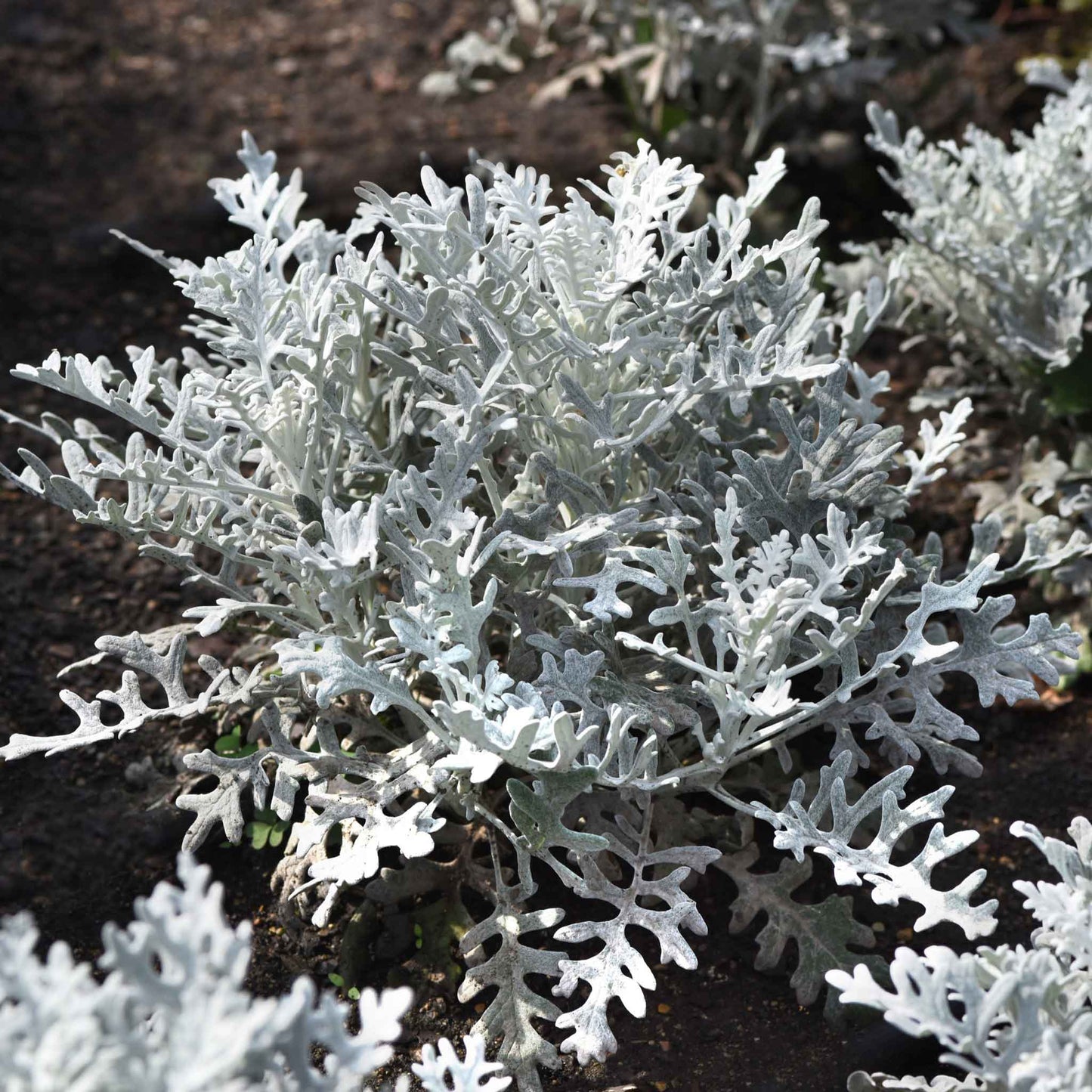 Close-up of lacy, silver-gray Dusty Miller foliage with a velvety, snowflake-like texture.