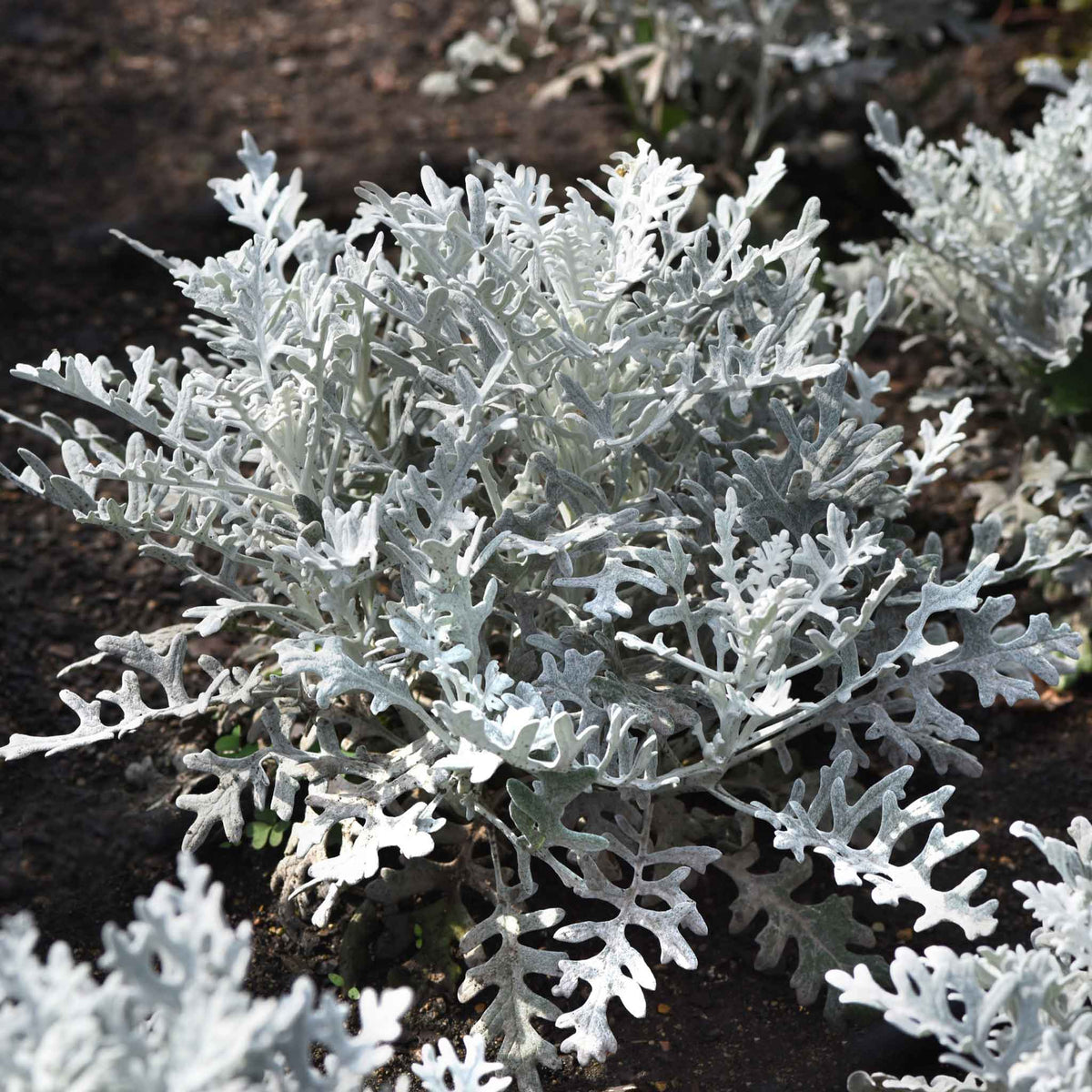 Close-up of lacy, silver-gray Dusty Miller foliage with a velvety, snowflake-like texture.
