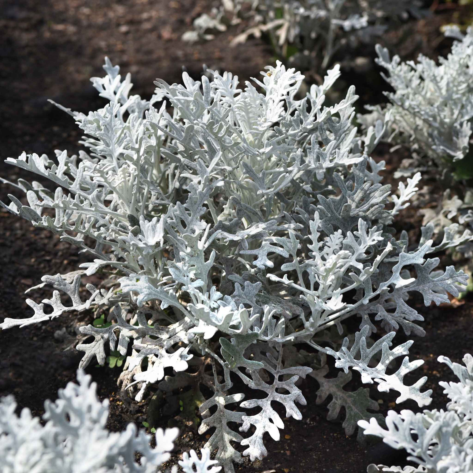 Close-up of lacy, silver-gray Dusty Miller foliage with a velvety, snowflake-like texture.
