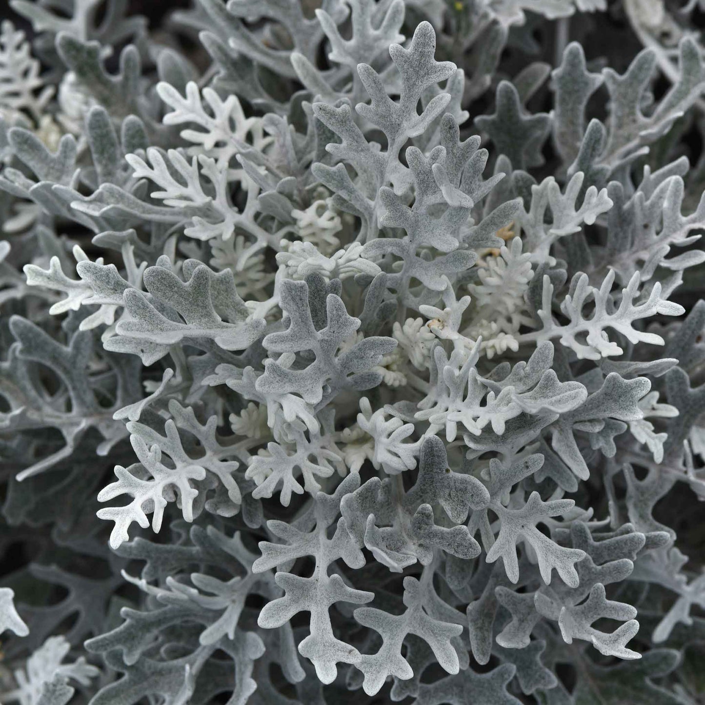 Silvery-gray, velvety, lace-like foliage of a Silverdust Dusty Miller plant.
