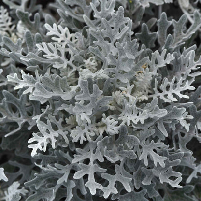 Silvery-gray, velvety, lace-like foliage of a Silverdust Dusty Miller plant.