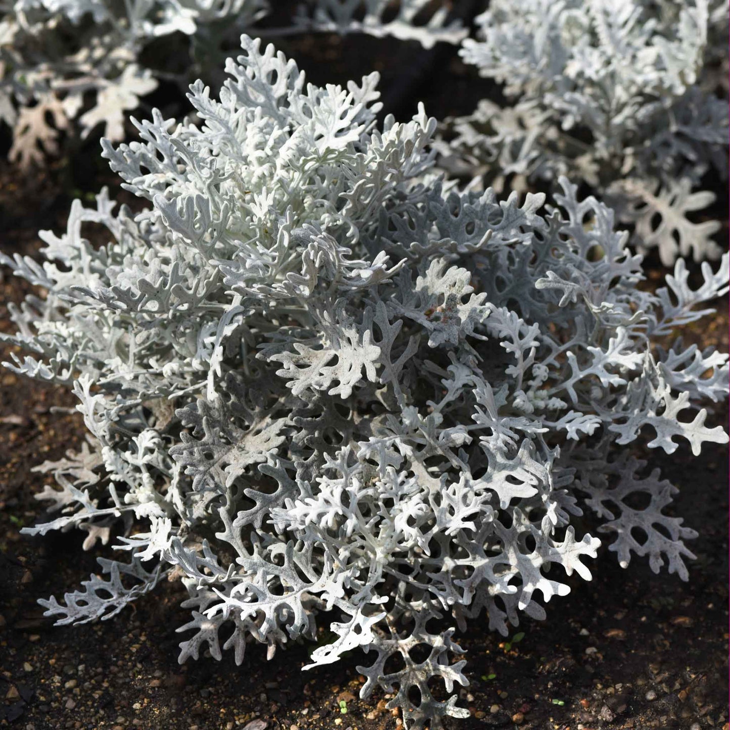 Close-up of lacy, silvery-white velvet foliage of a Dusty Miller Silverdust plant.