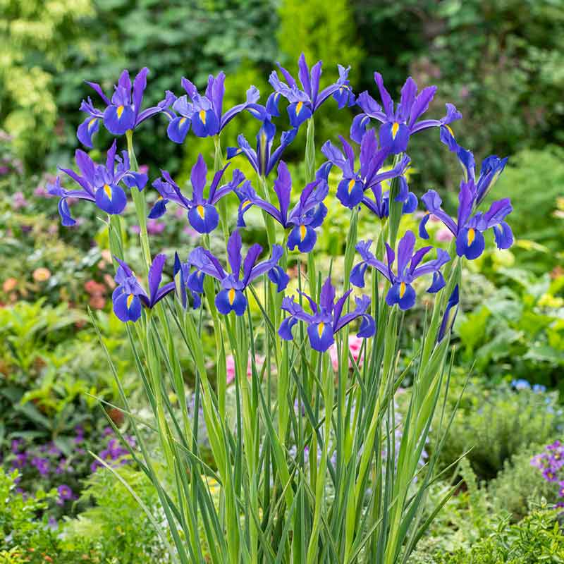 Dutch iris discovery with blue and purple blooms in a sunny garden setting. | copyright: Floramedia UK Ltd