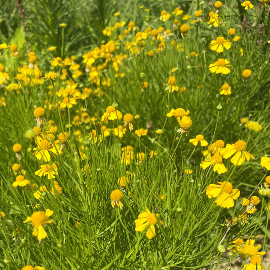 Dwarf Helenium – flower seed variety