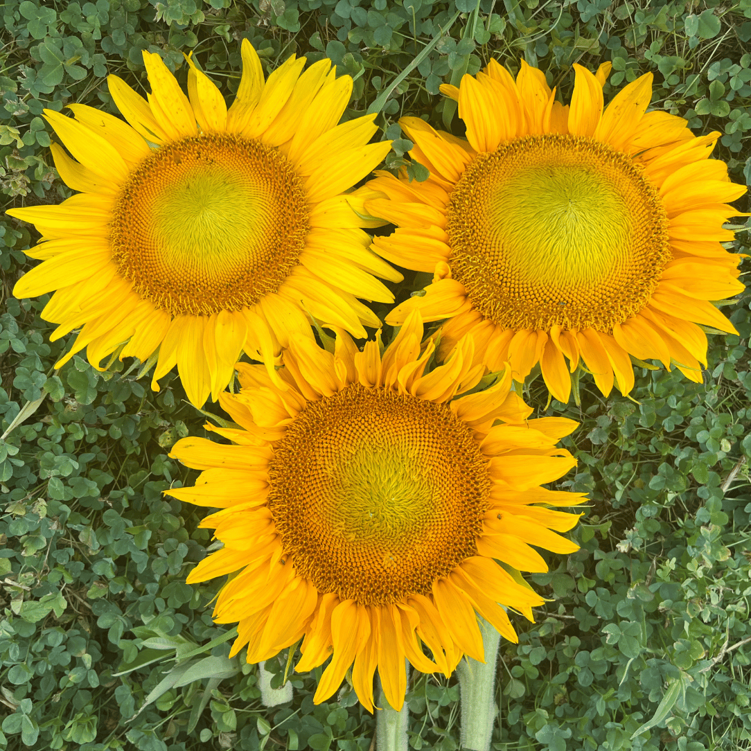 Dwarf 'Sunspot' Sunflower