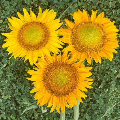 Dwarf 'Sunspot' Sunflower