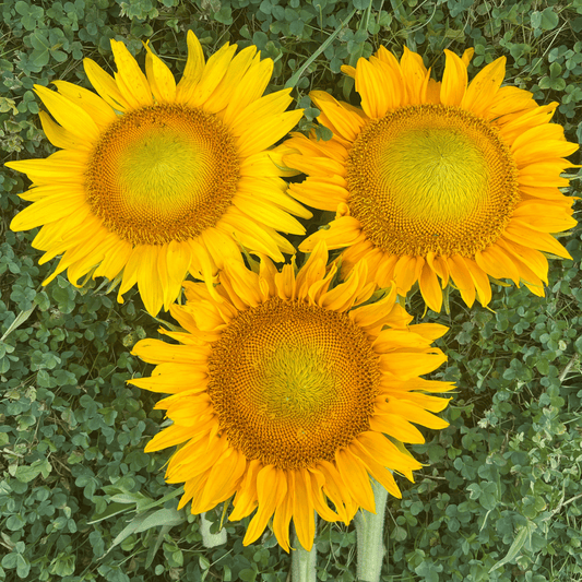 Dwarf 'Sunspot' Sunflower – flower seed variety