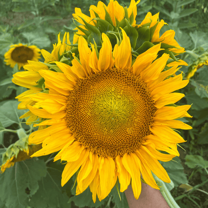 Dwarf 'Sunspot' Sunflower