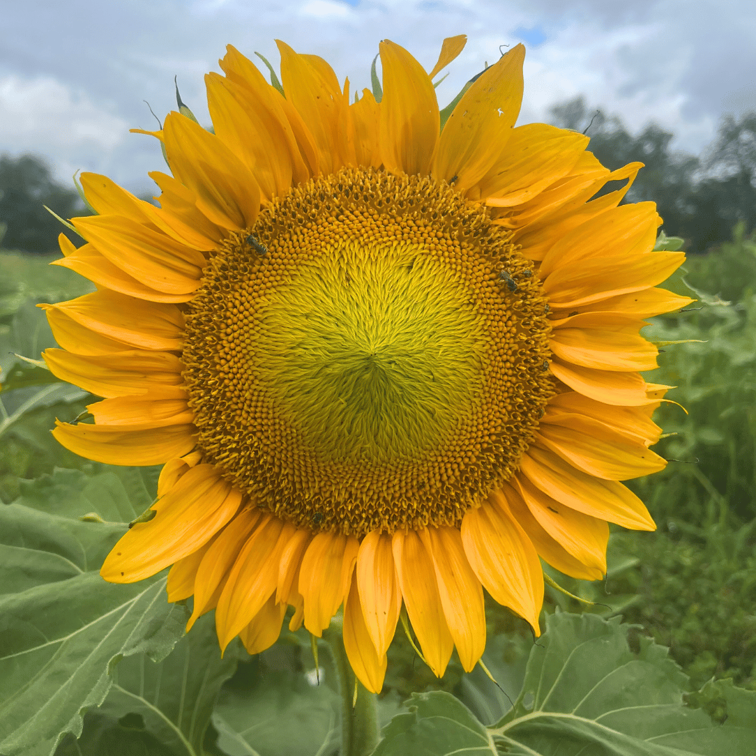 Dwarf 'Sunspot' Sunflower