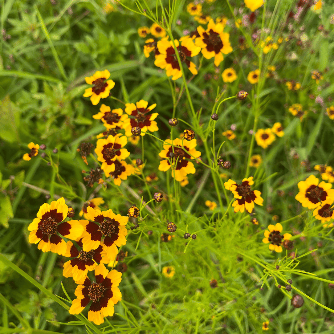 Dyer's Coreopsis