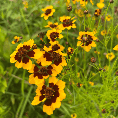 Dyer's Coreopsis