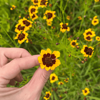 Dyer's Coreopsis