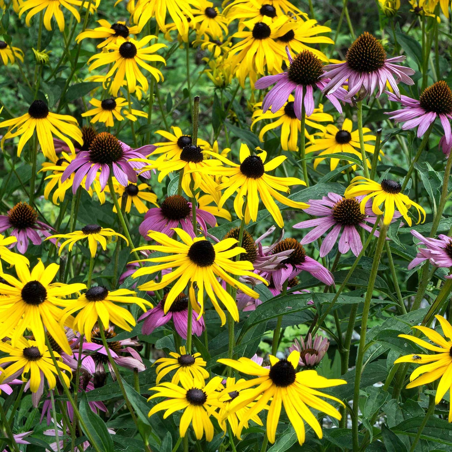 A view of the variety of colors in the Dynamic Duo - Echinacea & Black Eyed Susan Mix