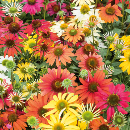 A close-up of vibrant echinacea cheyenne spirit flowers in full bloom, showcasing its rich colors.