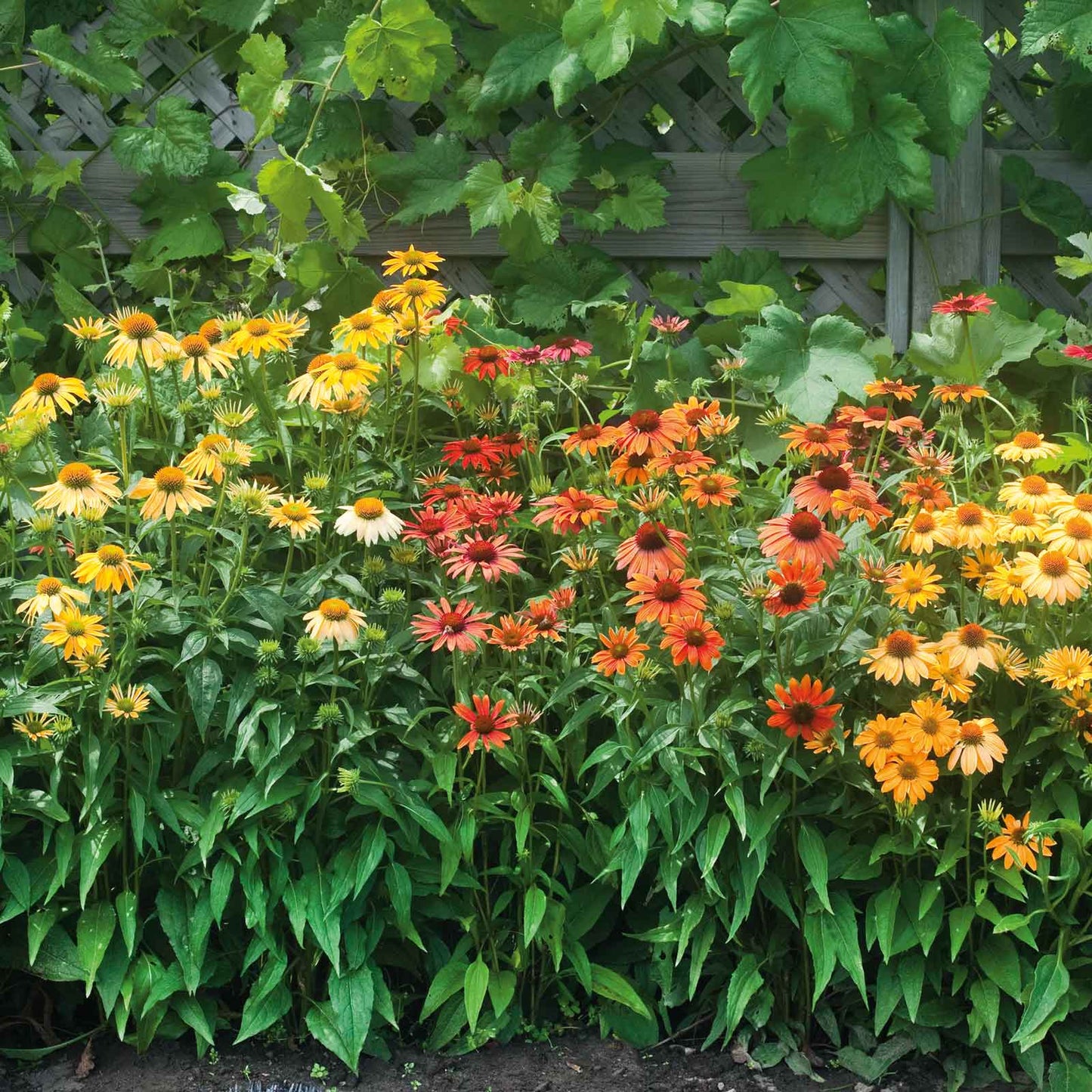 Vibrant echinacea cheyenne spirit flowers in full bloom, showcasing its rich colors.