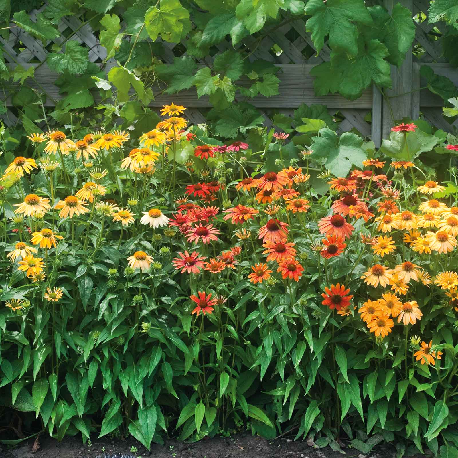 Vibrant echinacea cheyenne spirit flowers in full bloom, showcasing its rich colors.