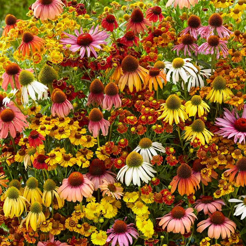 A vibrant, full bloom of an Echinacea Echinacea Helenium Butterfly Attractor Mix flowers.