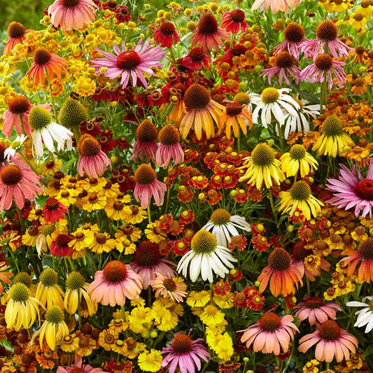 A vibrant, full bloom of an Echinacea Echinacea Helenium Butterfly Attractor Mix flowers.
