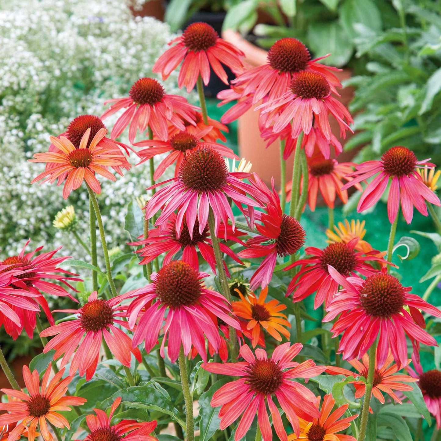 Echinacea Hot Summer flowers in full bloom, showcasing its vibrant orange and red petals.