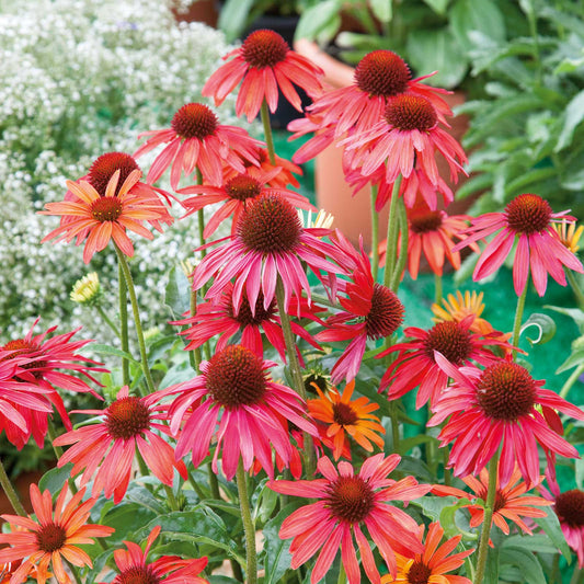 Echinacea Hot Summer flowers in full bloom, showcasing its vibrant orange and red petals.