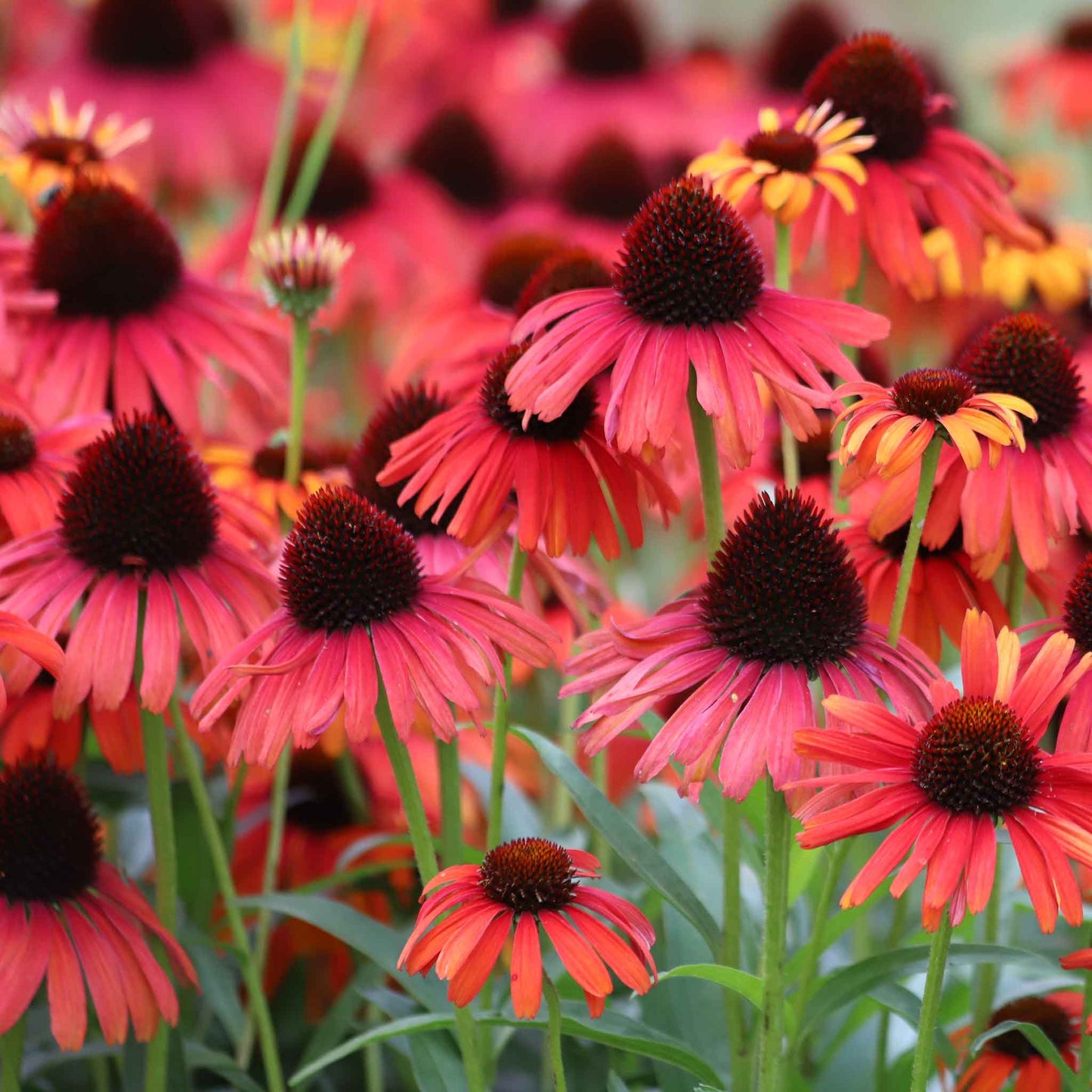 A close-up of Echinacea Hot Summer flowers in full bloom, showcasing its vibrant orange and red petals.