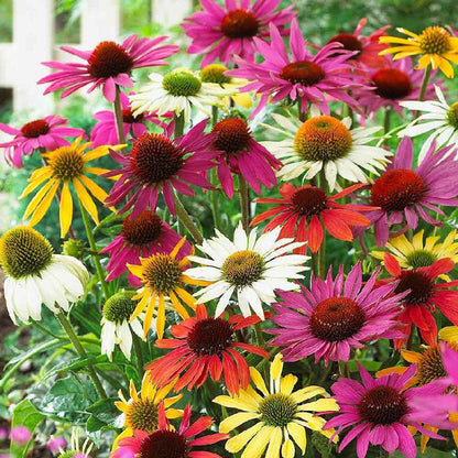 A cluster of mixed echinacea roots with multicolored blooms.