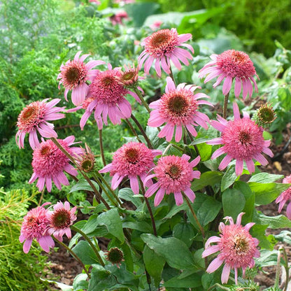 Pink double delight echinacea flowers in full bloom showing their double scabiosa blooms. | copyright: Floramedia UK Ltd