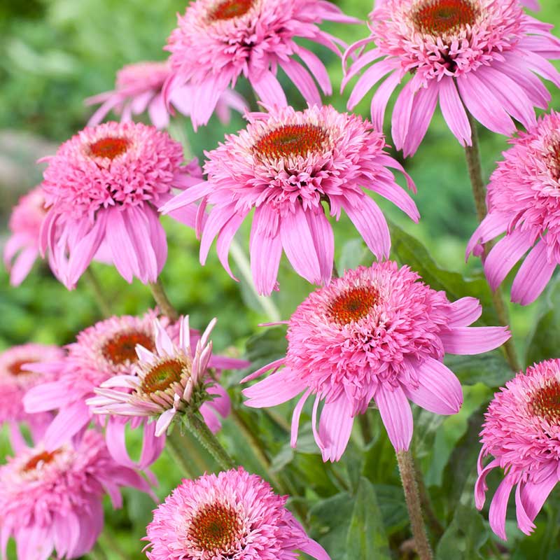 A close-up shot of several Pink double delight echinacea flowers in full bloom showing their double scabiosa blooms. | copyright: Floramedia UK Ltd