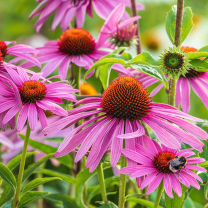 Close-up of vibrant purple echinacea flowers with prominent conical centers.