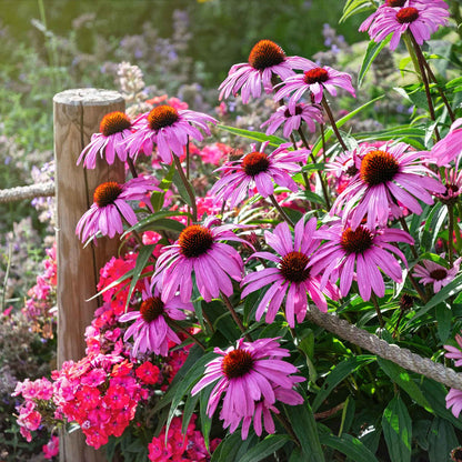 Vibrant purple echinacea flowers with prominent conical centers growing in a garden setting.
