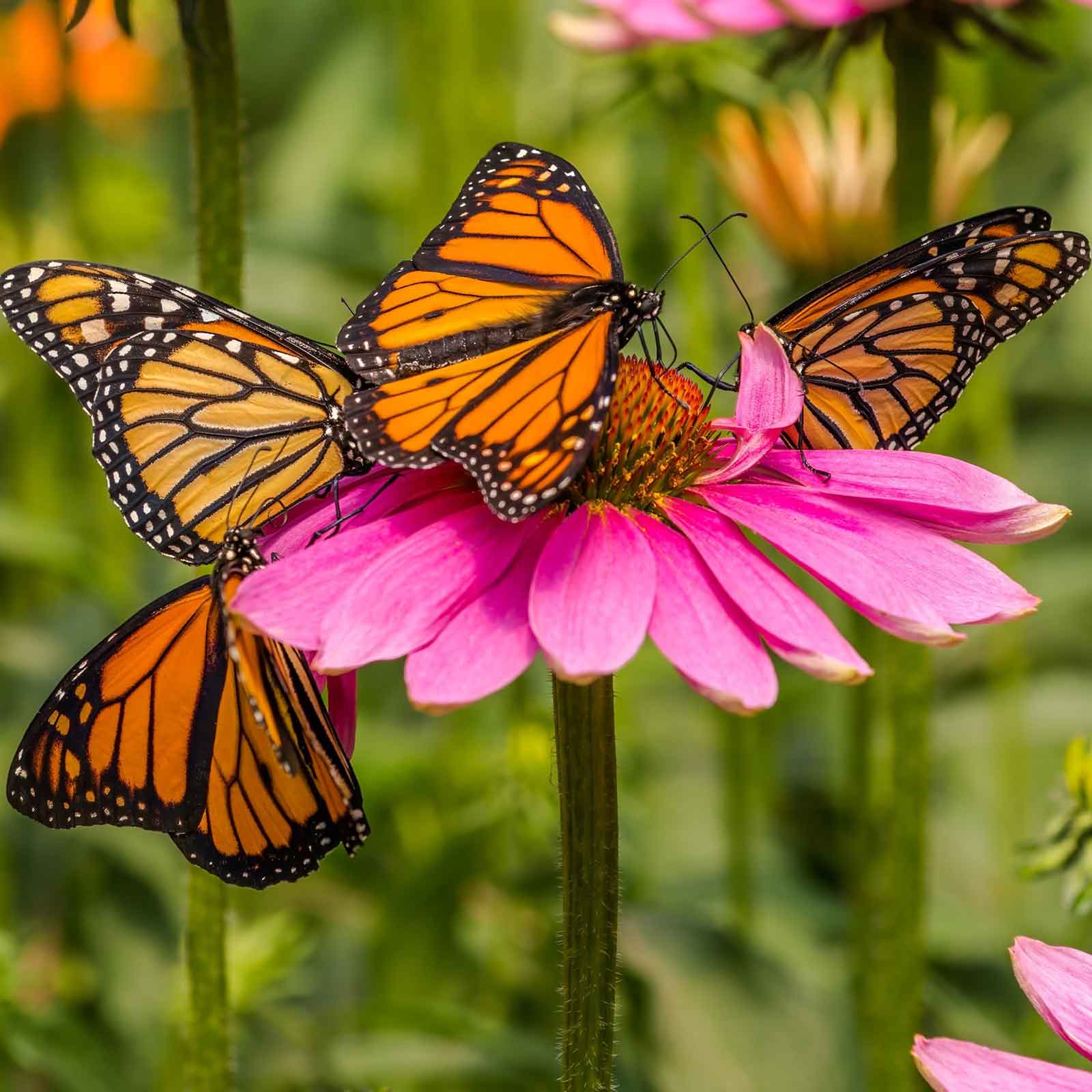 Close-up of vibrant purple echinacea flowers with monarch butterflies landing on them.
