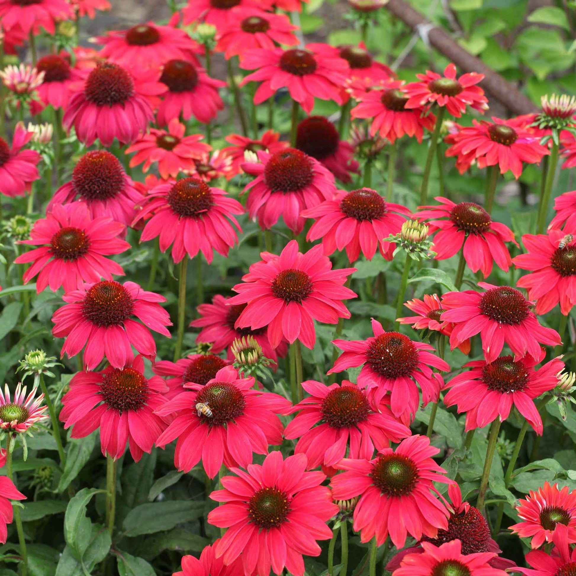 Echinacea Sombrero Salsa Red flowers in full bloom, showcasing its vibrant deep red petals.