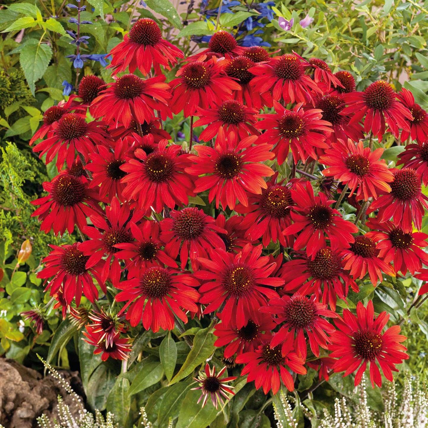 Echinacea Sombrero Salsa Red flowers in full bloom, showcasing its vibrant deep red petals.