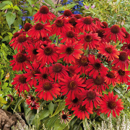Echinacea Sombrero Salsa Red flowers in full bloom, showcasing its vibrant deep red petals.