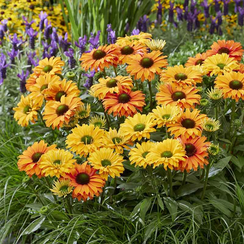 Echinacea Roots - Sunseekers Mineola flowers in varying shades of orange and yellow in full bloom.