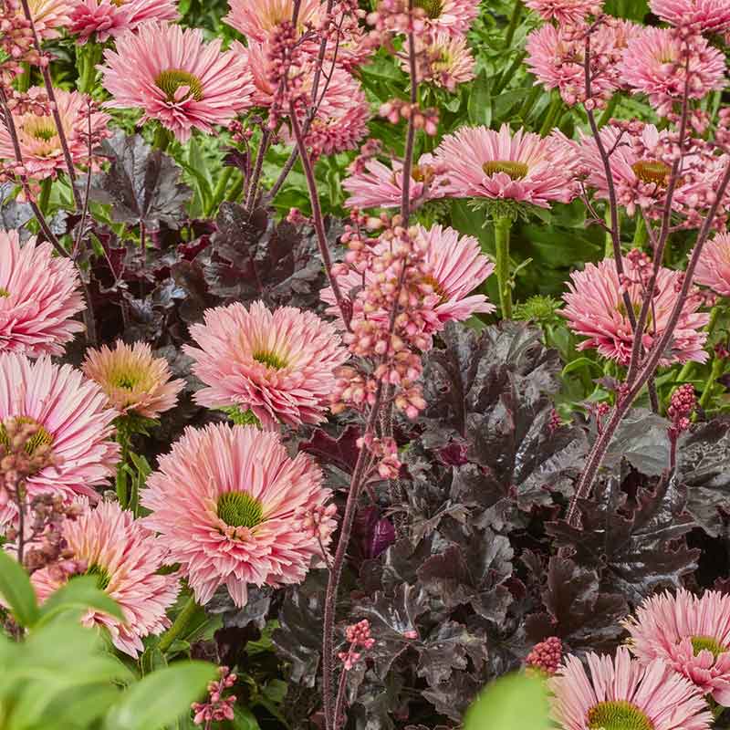 Echinacea Roots - Sunseekers Salmon flowers in shades of pink and orange in full bloom.