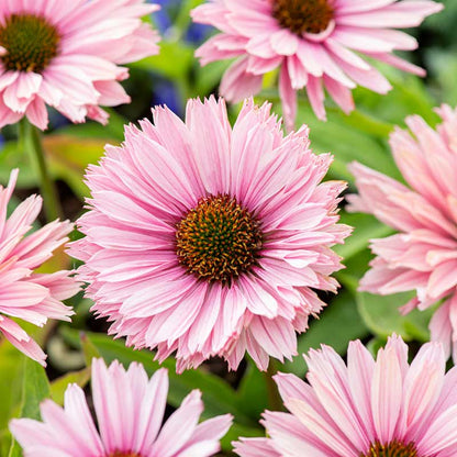 A vibrant close-up of a sunseekers salmon echinacea bloom with multiple petals. | copyright: Floramedia UK Ltd