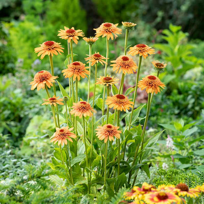 Echinacea Supreme Cantaloupe with bright orange petals and a prominent central cone, in a garden setting. | copyright: Floramedia UK Ltd