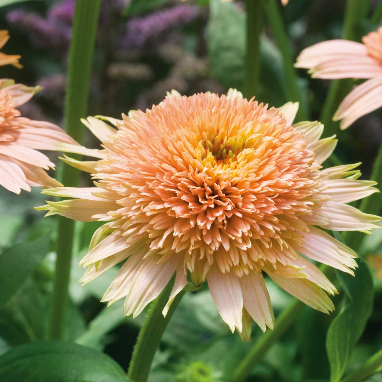 A close-up shot of Supreme Cantaloupe echinacea flowers, showcasing it's double bloom and light orange-pink color.