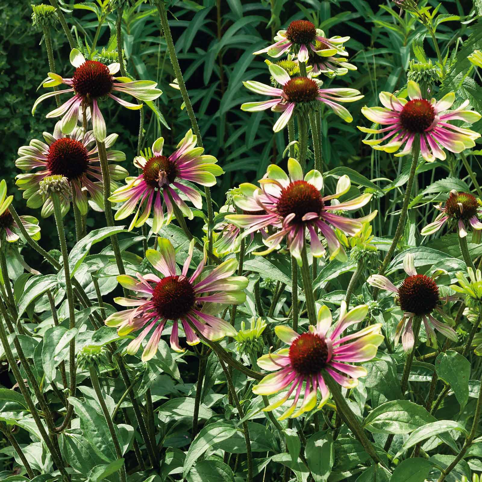 Several green twister echinacea flowers with prominent cones and green petals blooming in a garden setting.