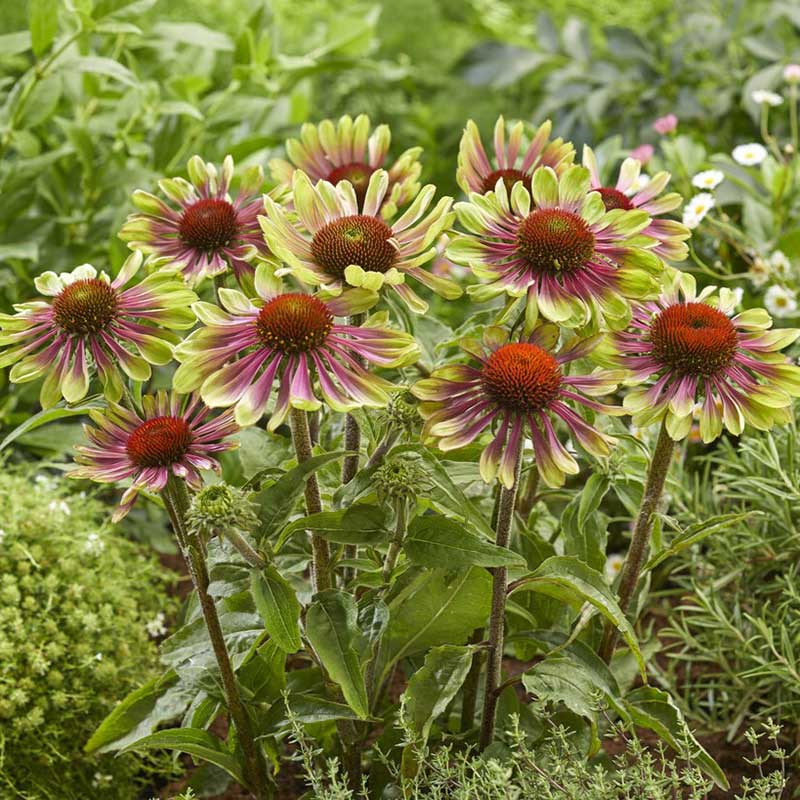 A vibrant, full bloom of an Echinacea 'Green Twister' flower with striking green petals fading to pink.