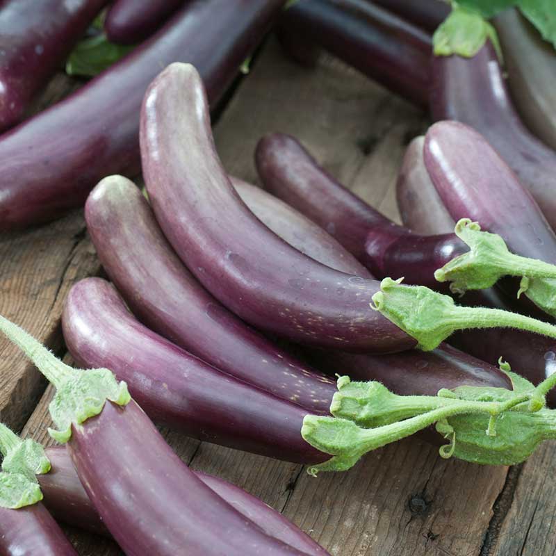 Purple finger fruit eggplant with elongated and curved body. | copyright: Floramedia UK Ltd