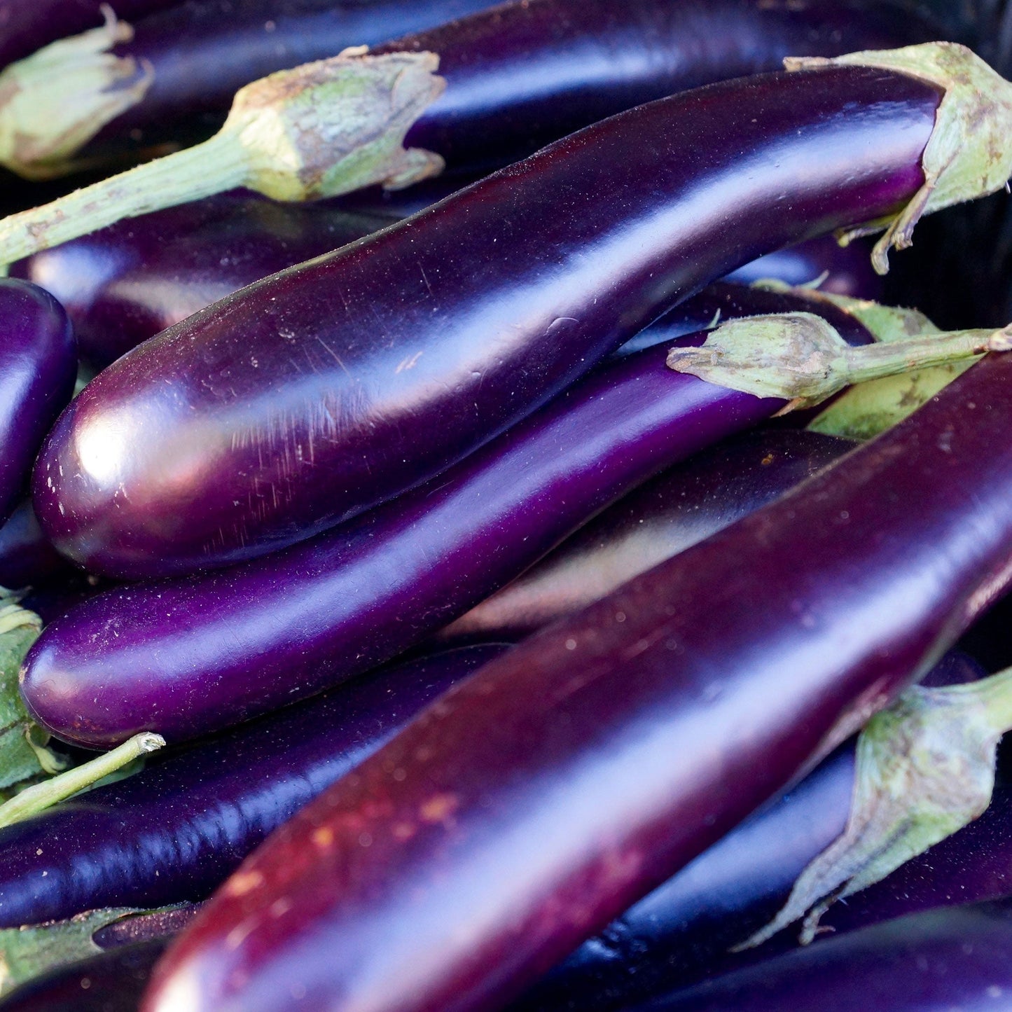 A cluster of glossy, dark purple 'Long Purple' eggplants with elongated bodies.