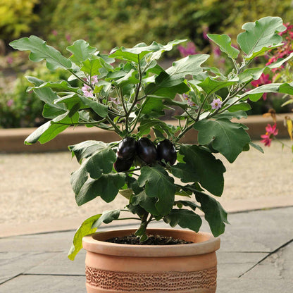 Patio Baby eggplant growing in a pot on a patio.
