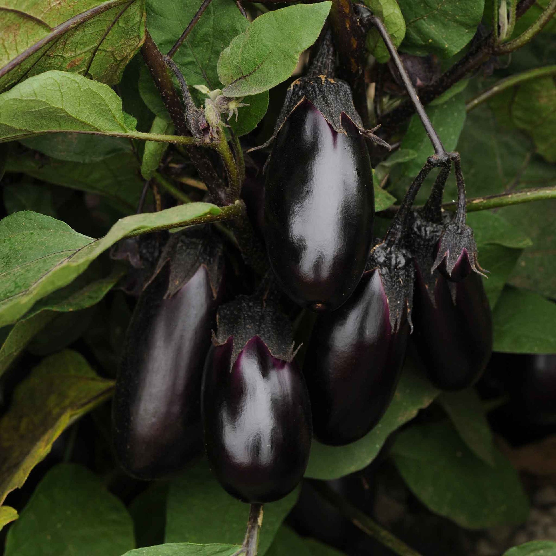 Close-up of dark purple Patio Baby eggplants growing on a vine.