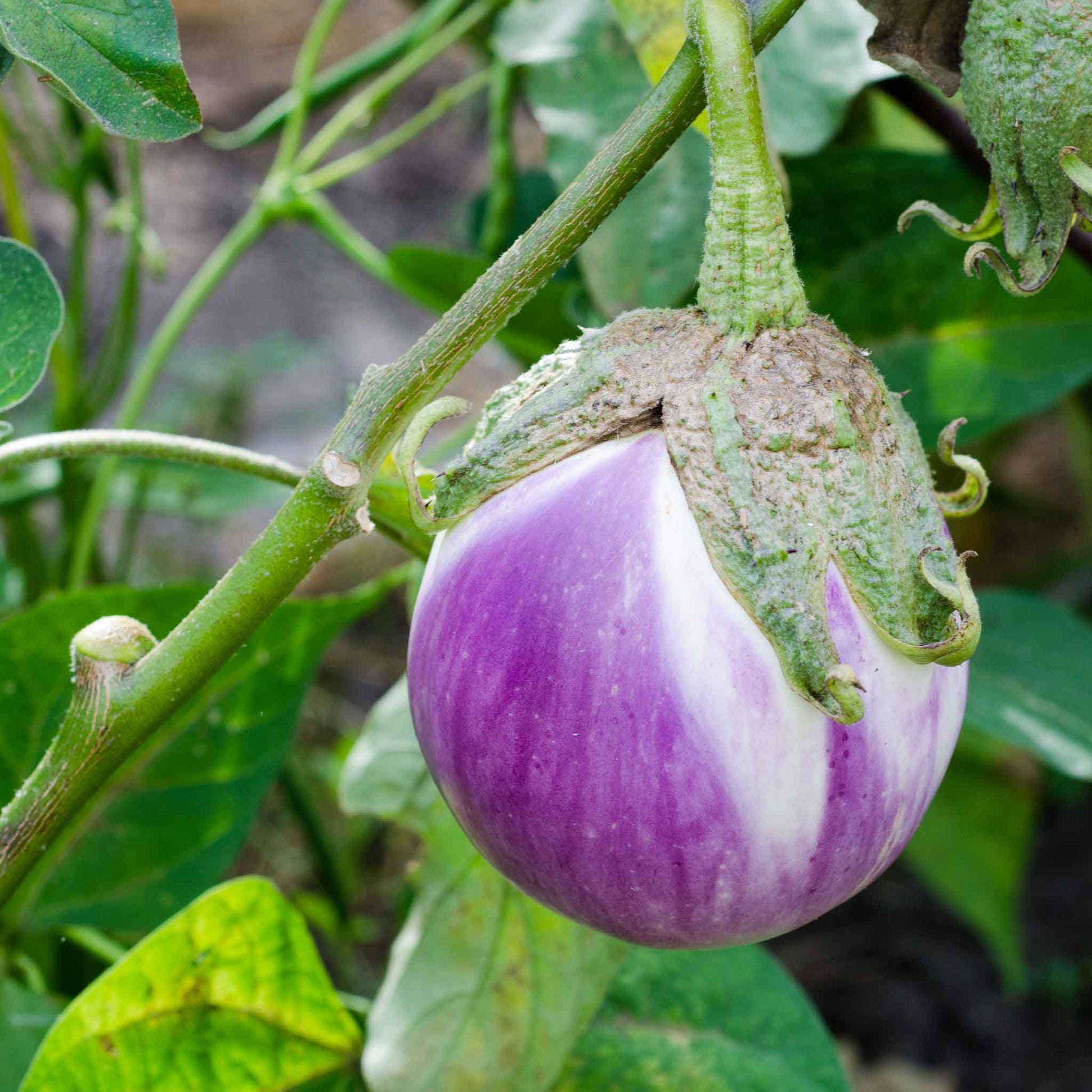 A pale purple and white speckled Rosa Bianca eggplant with green caps hanging on a vine.