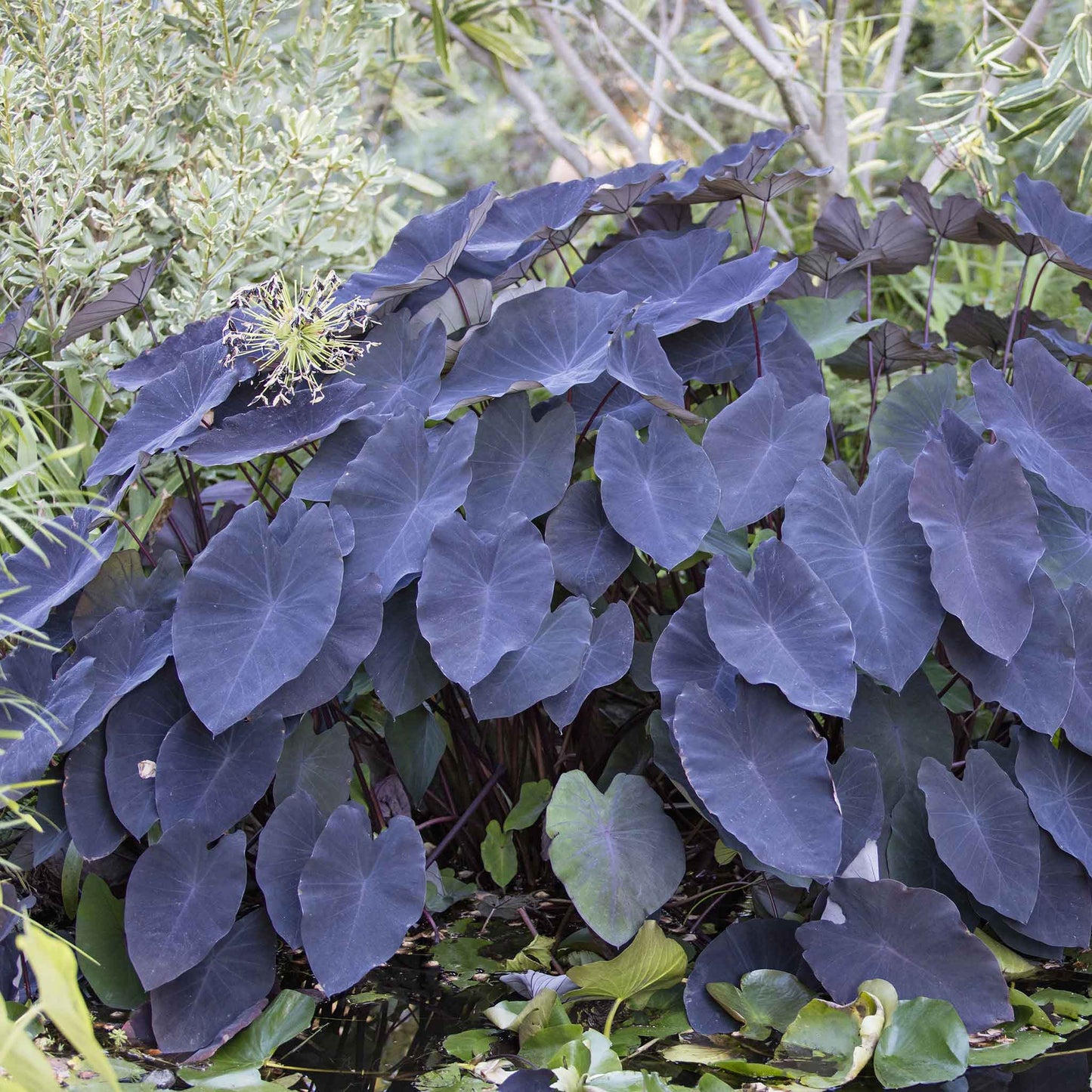 Black Magic Elephant Ear plant showcasing deep purple to black color of large leaves.