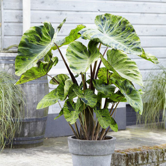 A potted Mojito Elephant Ear with prominent green leaves  and red stems in a garden setting.