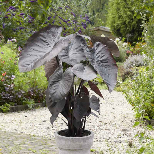 A potted Jumbo Diamond Head Elephant Ear with prominent green, heart-shaped leaves in a garden setting.