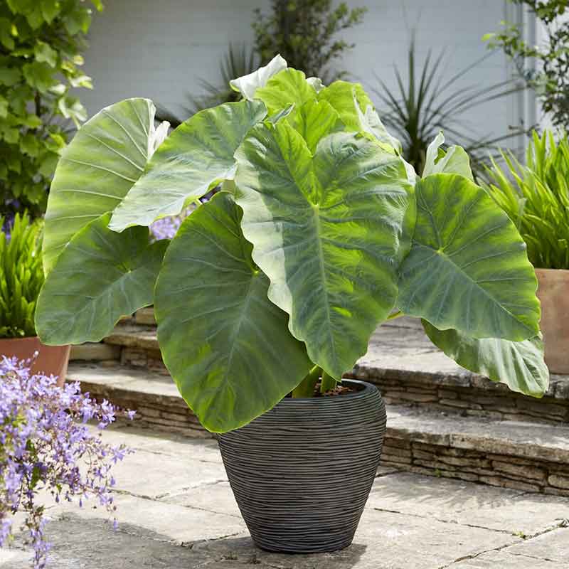 A potted Jumbo Elephant Ear with prominent green, heart-shaped leaves in a garden setting.